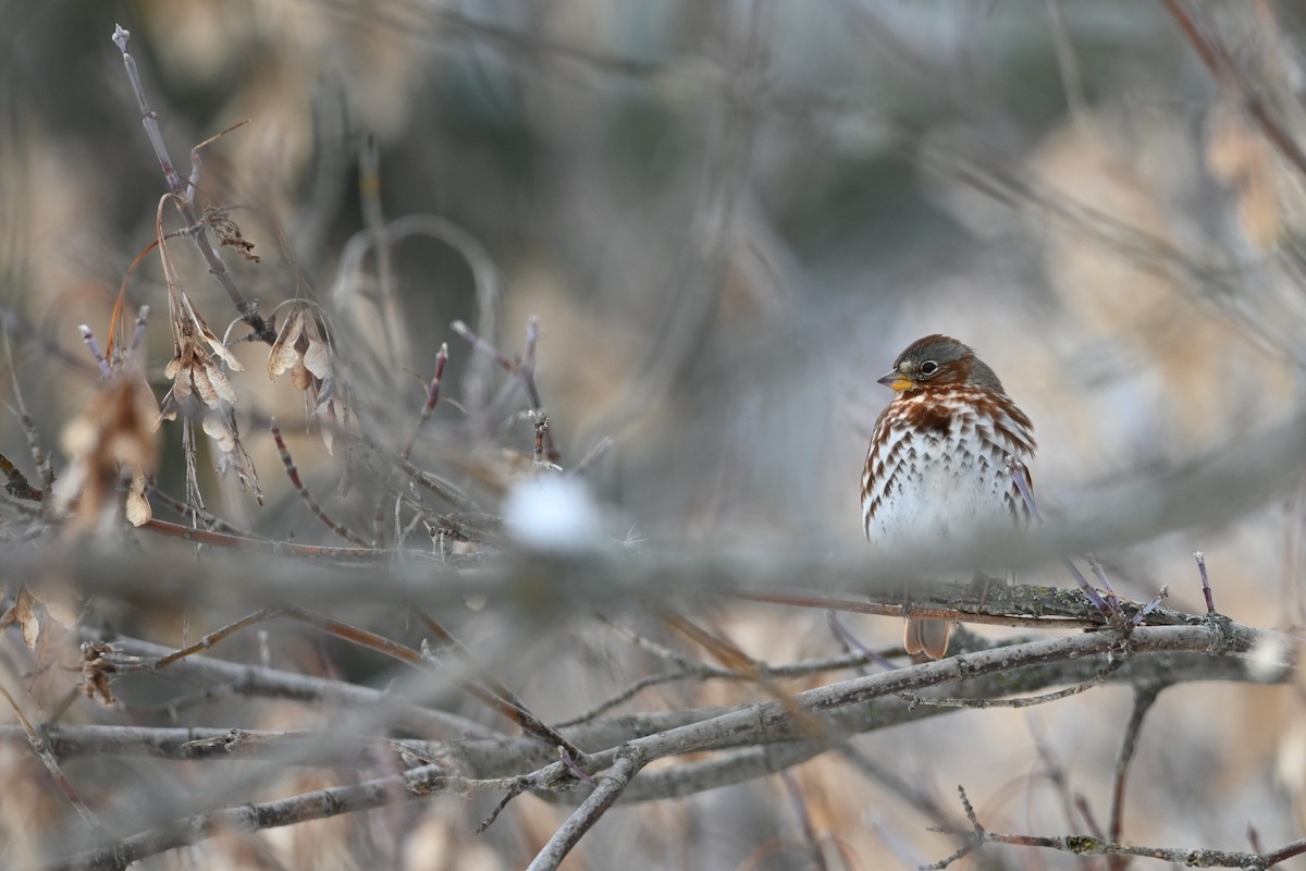 Fox Sparrow - ML646053914