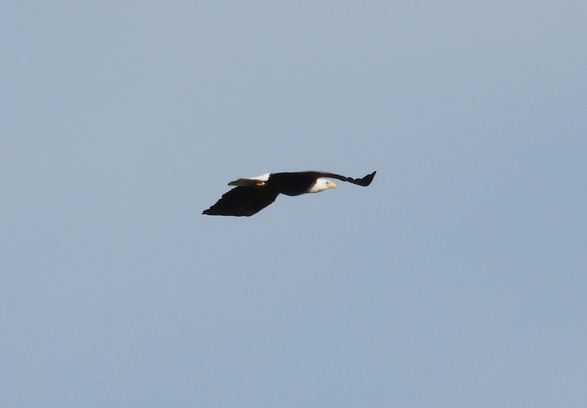 Орлан білоголовий - ML646053918