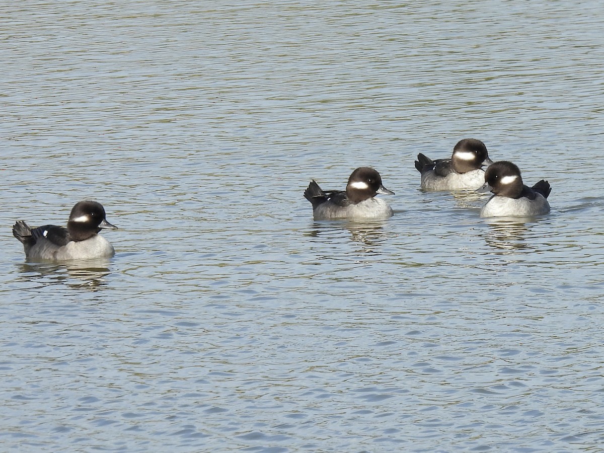 Bufflehead - ML646053922