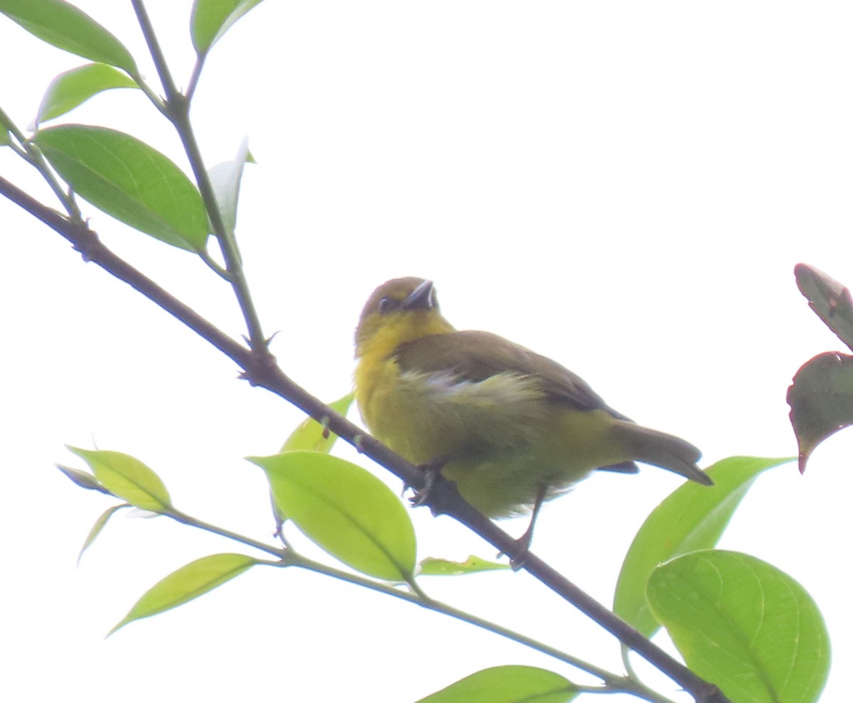Black-and-yellow Tanager - ML646053926