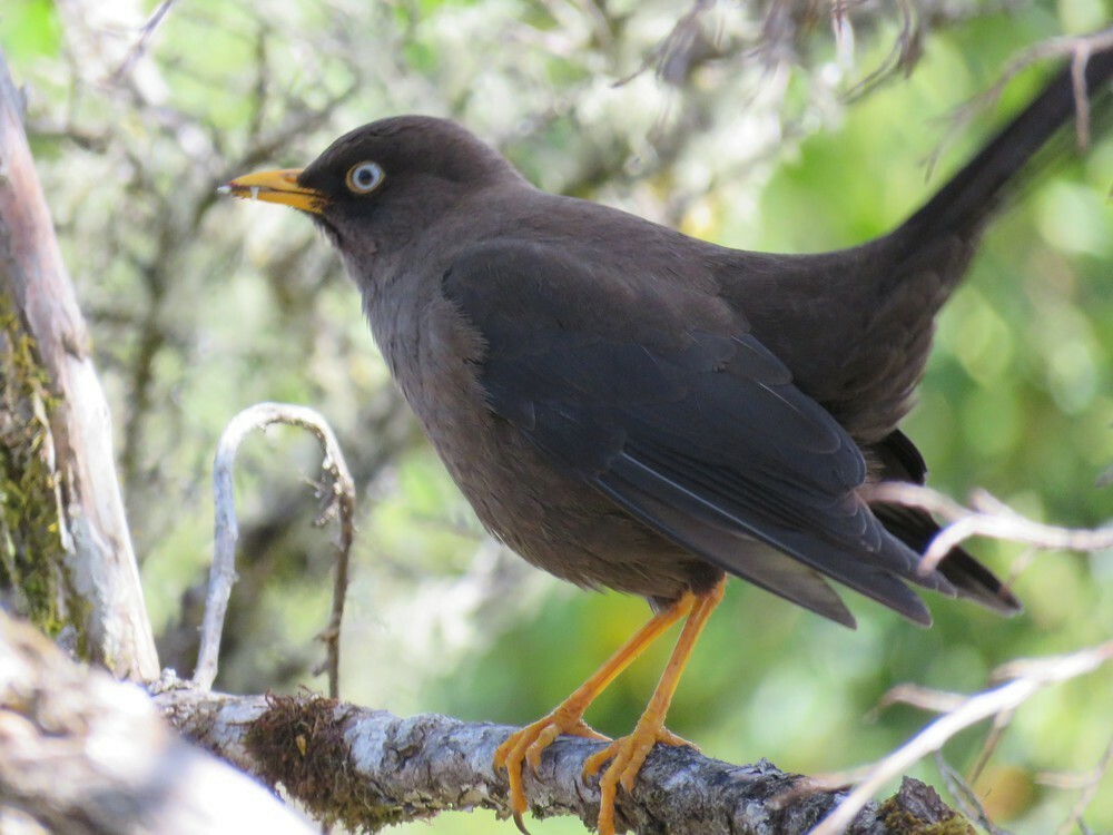Sooty Thrush - ML646053934