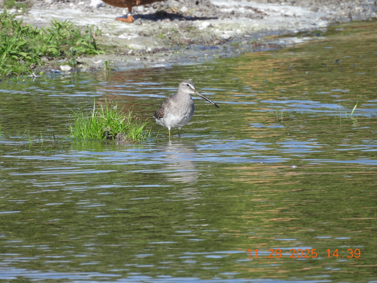 Хараалжин цууцил - ML646053940