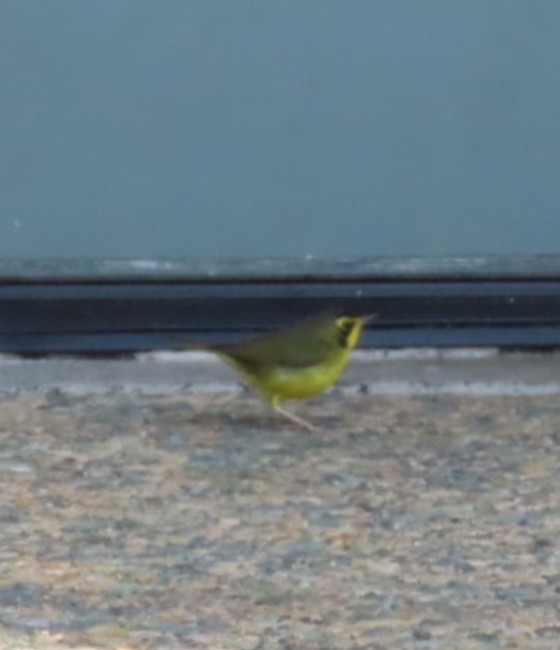 סבכון קנטקי - ML646053970