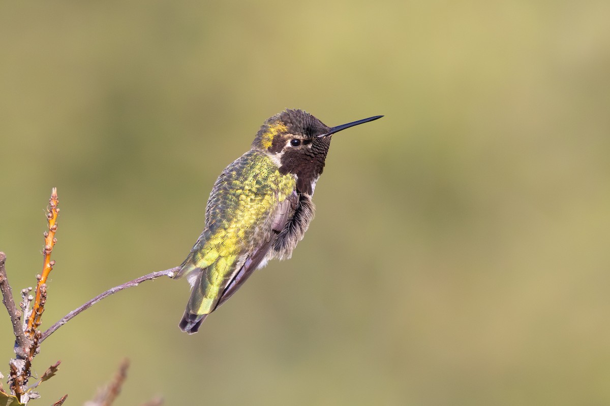 Рубиновый калипсо - ML646053971