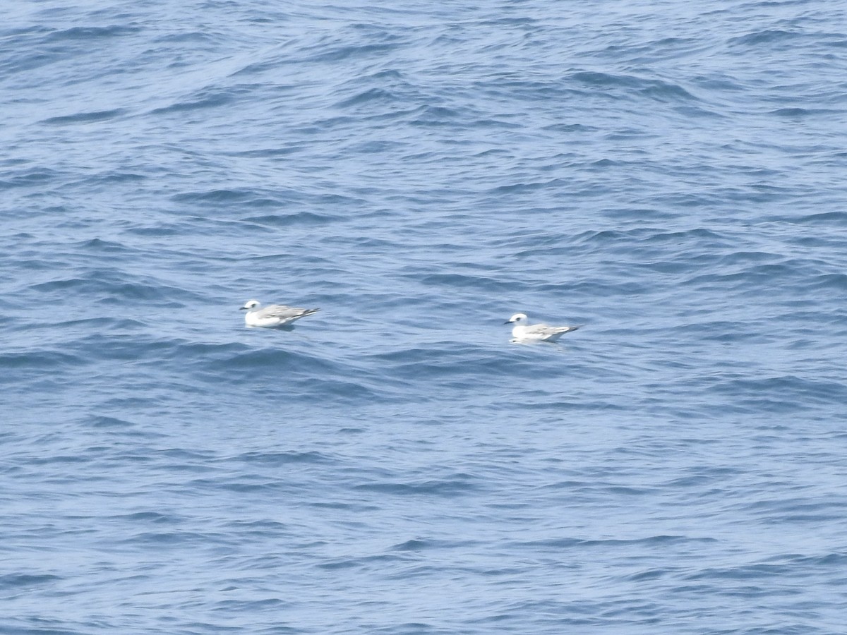 Галапагосская чайка - ML646053974