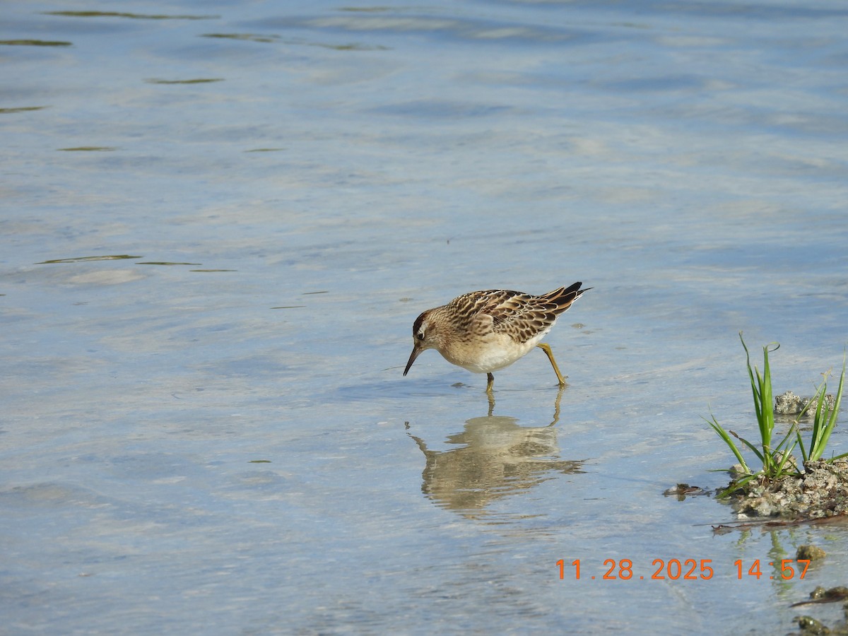 Острохвостый песочник - ML646053979
