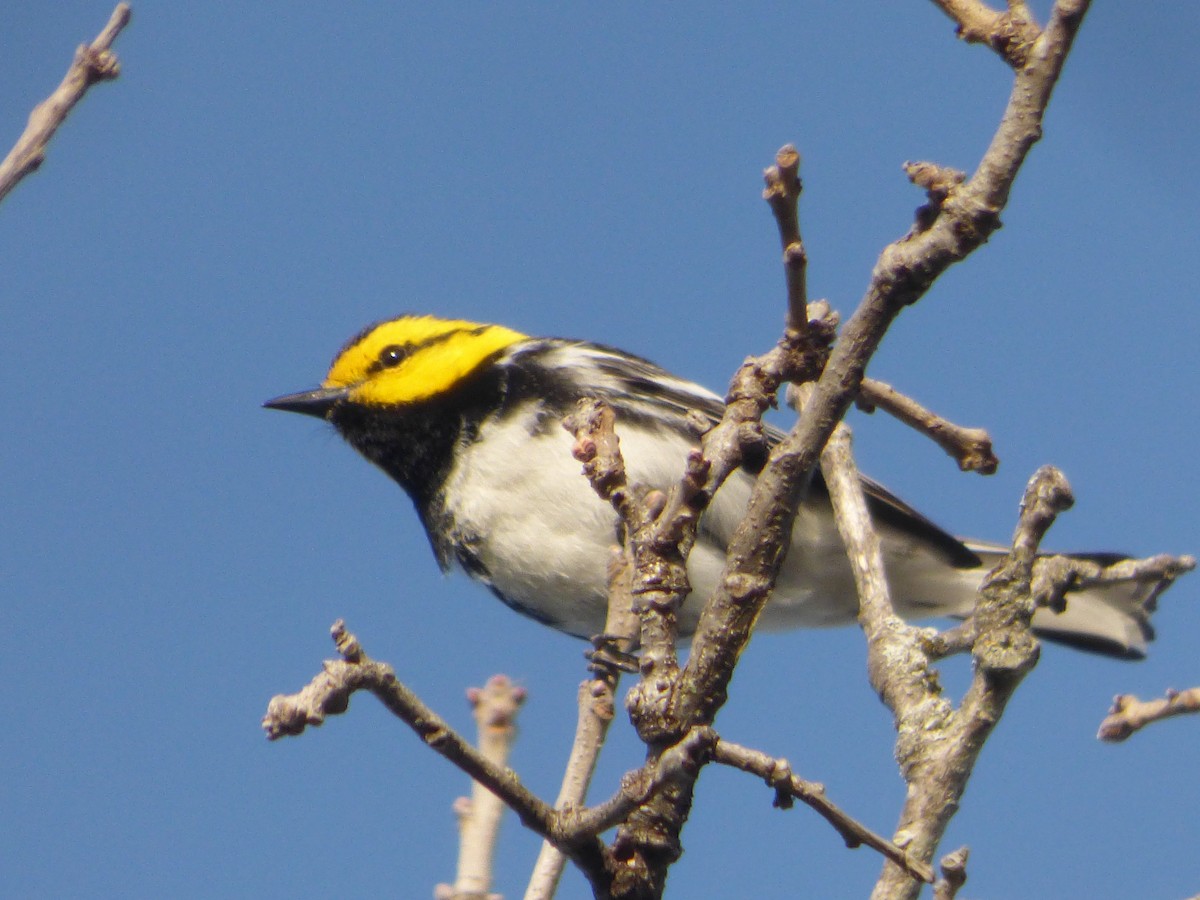 Золотощёкая древесница - ML646053981