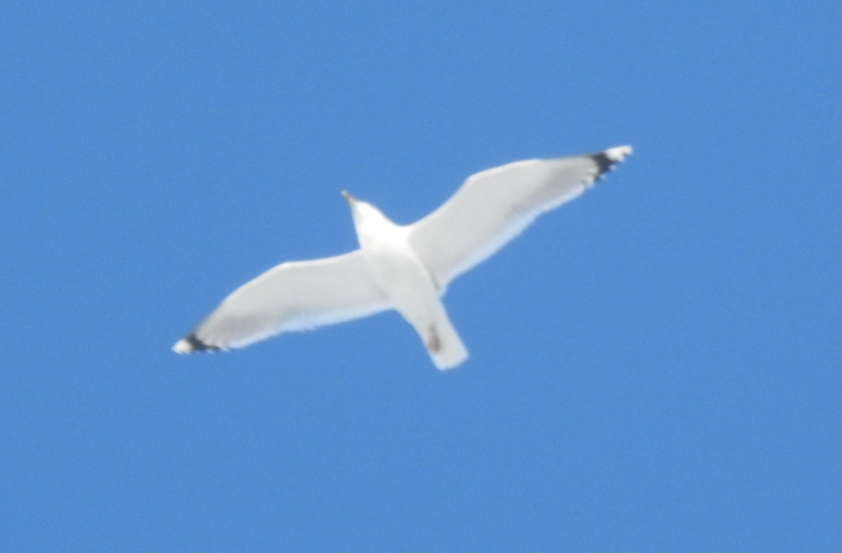 чайка sp. - ML646053982