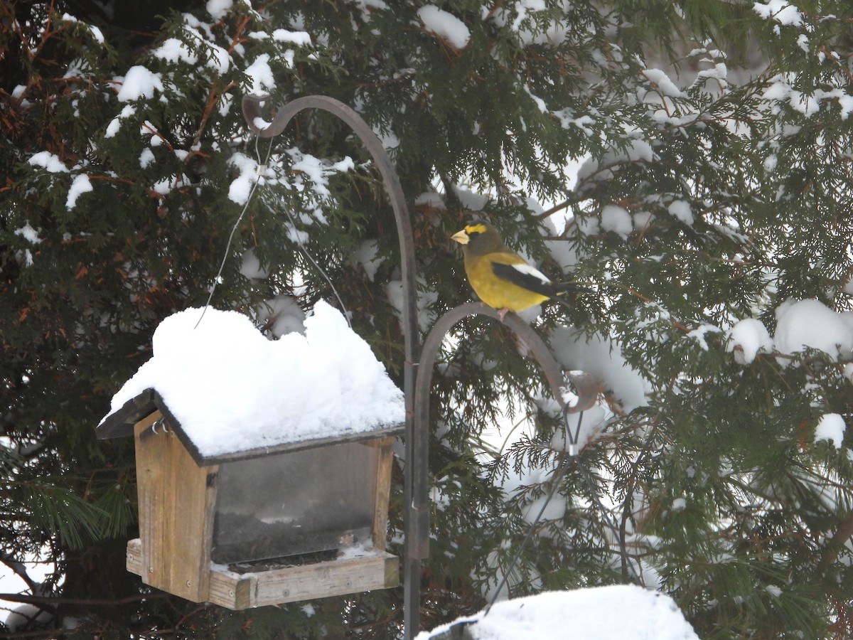 Вечерний дубонос - ML646053984