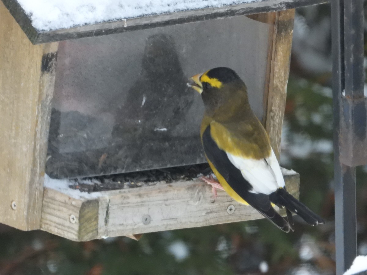 Вечерний дубонос - ML646053985