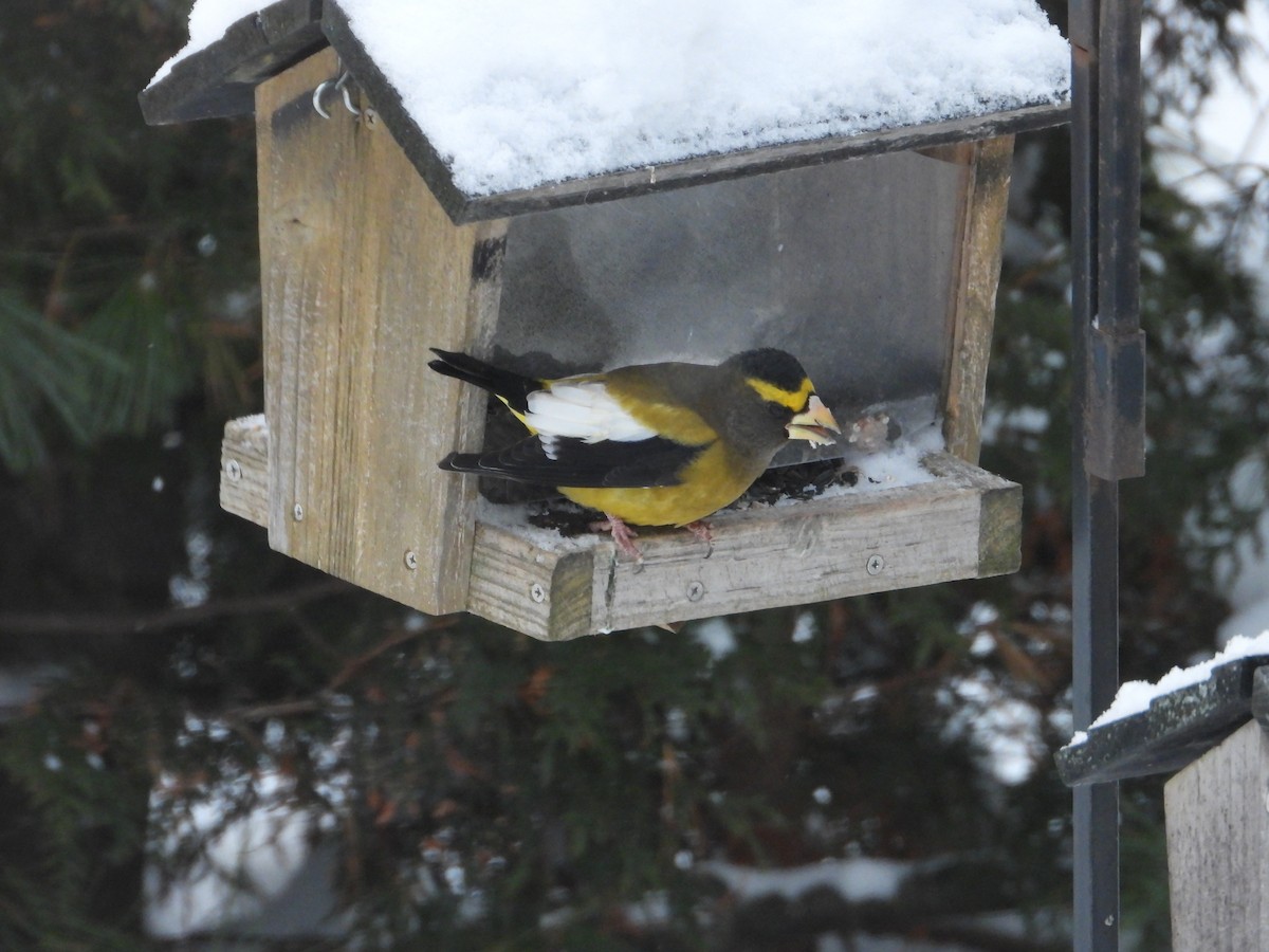 Вечерний дубонос - ML646053986