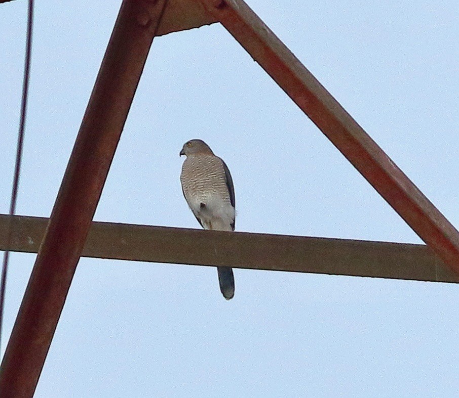 Тювик - ML646053990