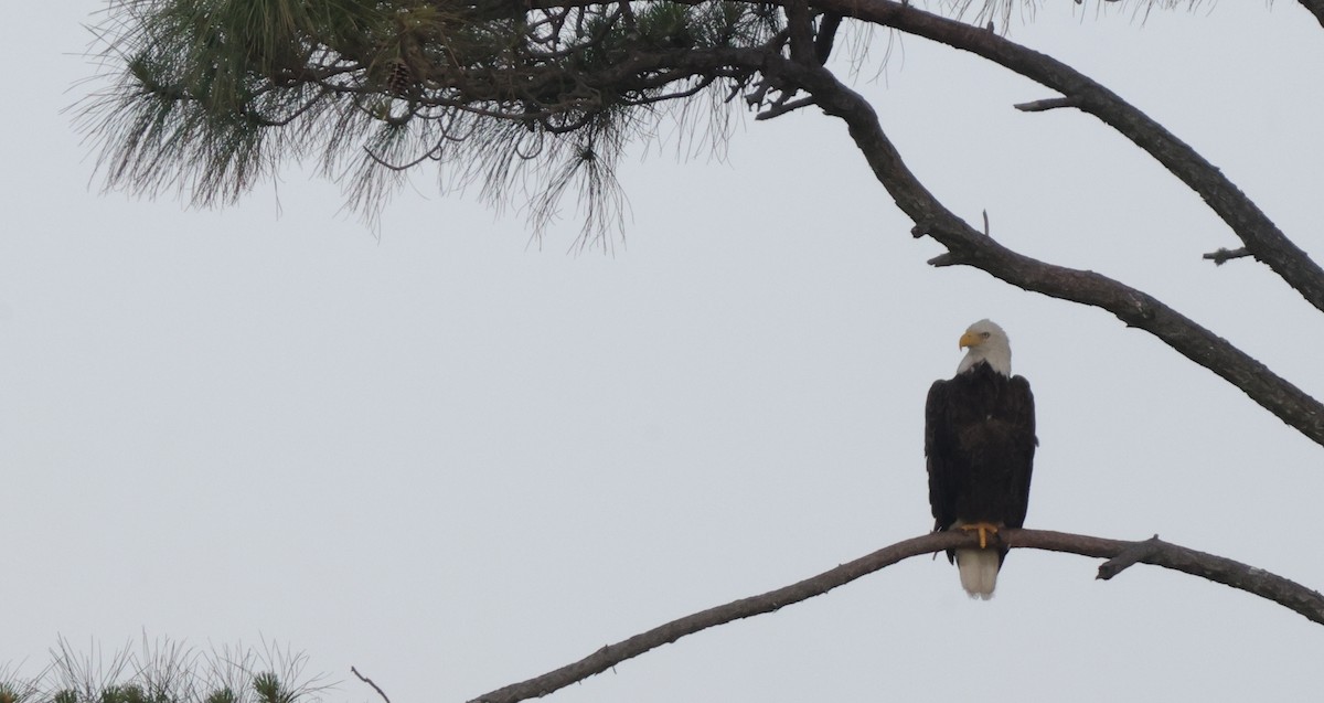 Белоголовый орлан - ML646053991