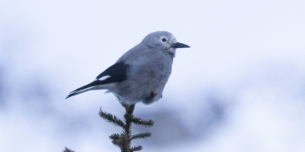 Американская кедровка - ML646053994