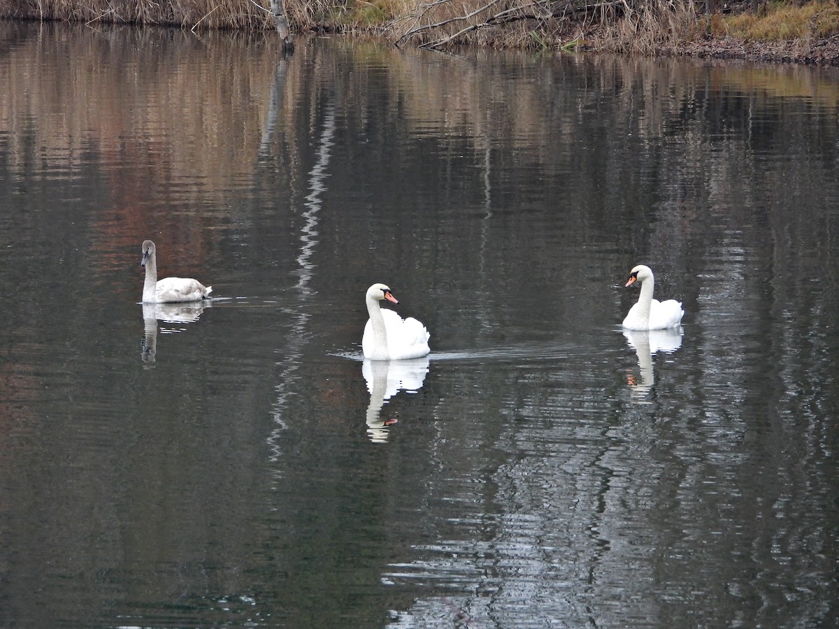 Лебедь-шипун - ML646053995