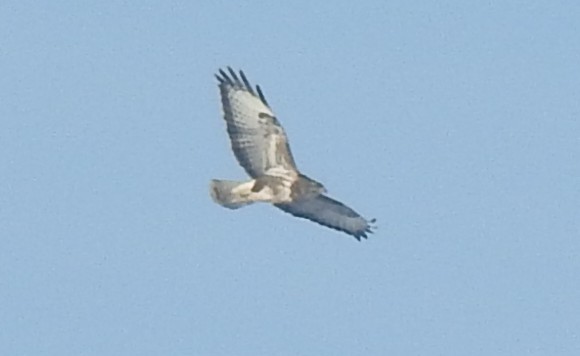 Зимняк - ML646053996