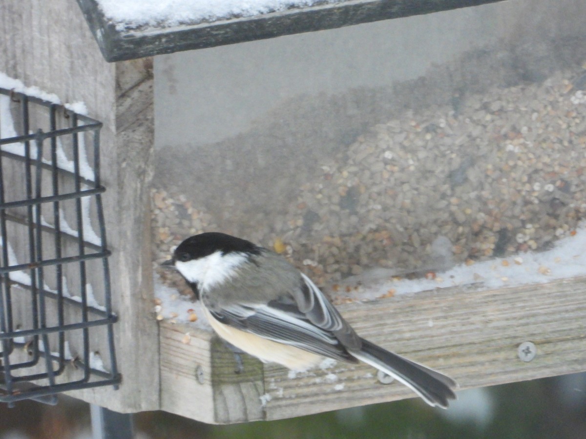 Черношапочная гаичка - ML646053997