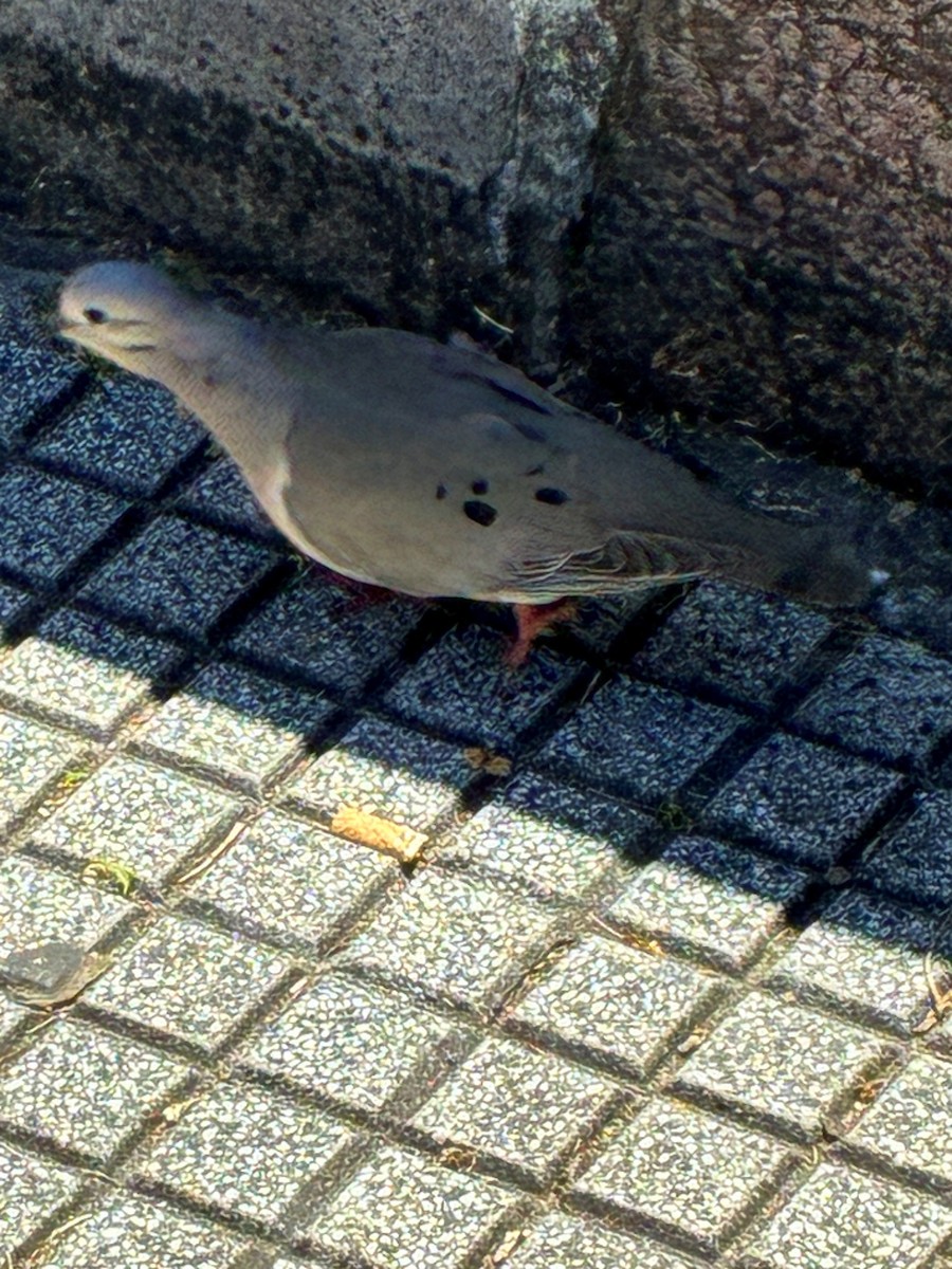 Ушастая горлица - ML646053998