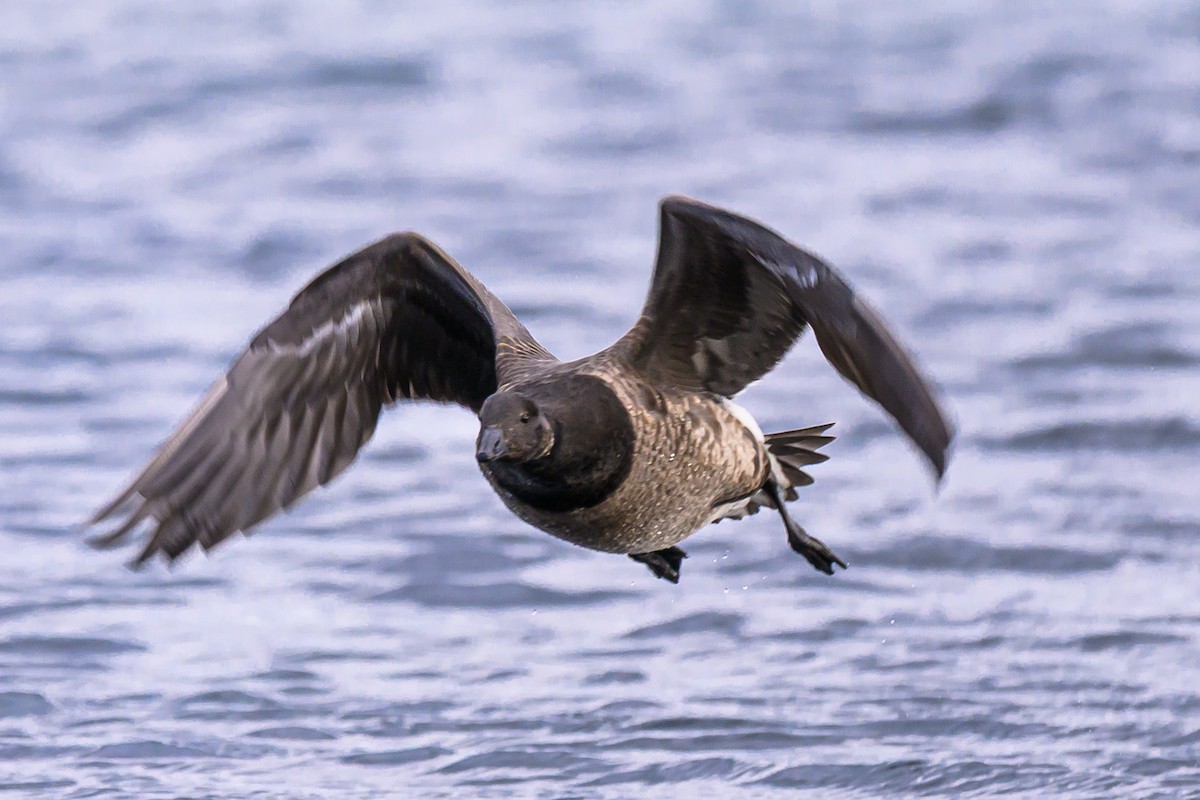 Чёрная казарка - ML646054000