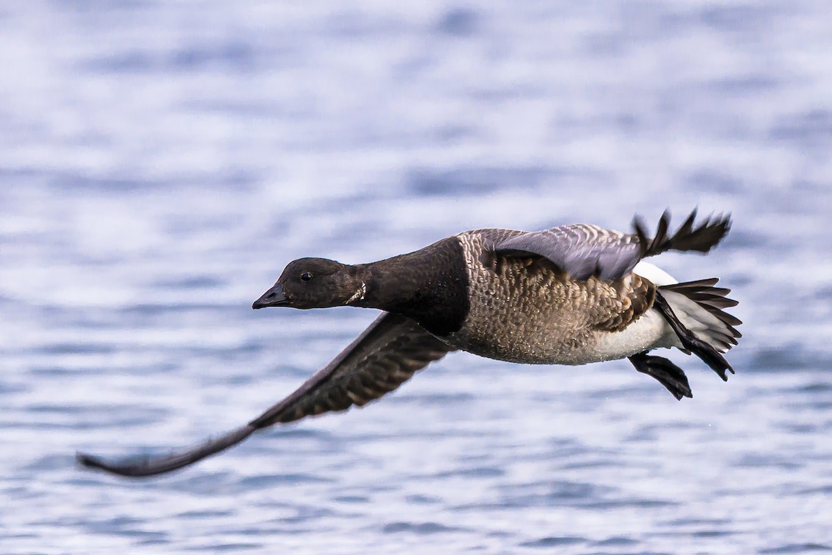 Чёрная казарка - ML646054001