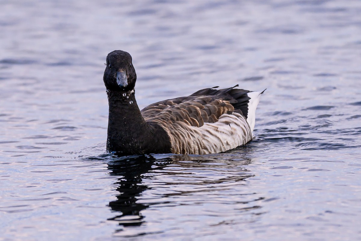 Чёрная казарка - ML646054002