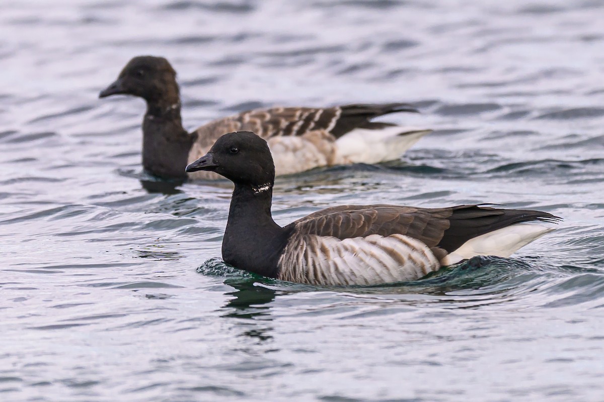 Чёрная казарка - ML646054003