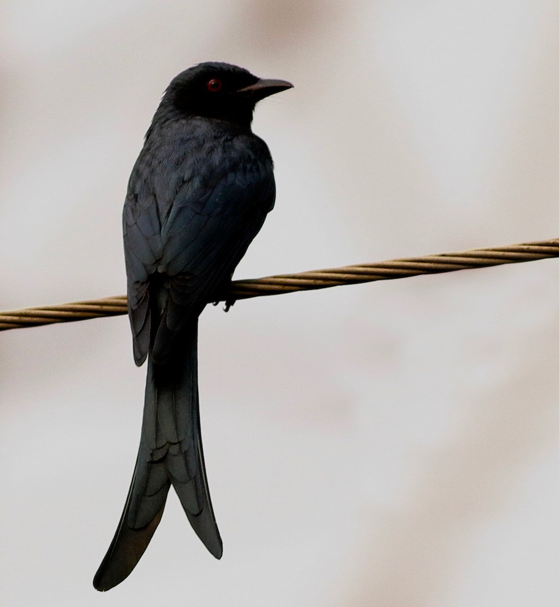 Пепельный дронго - ML646054004