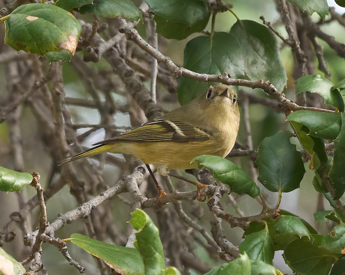 Рубиноголовый королёк - ML646054006