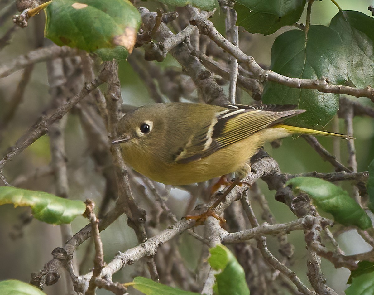 Рубиноголовый королёк - ML646054007