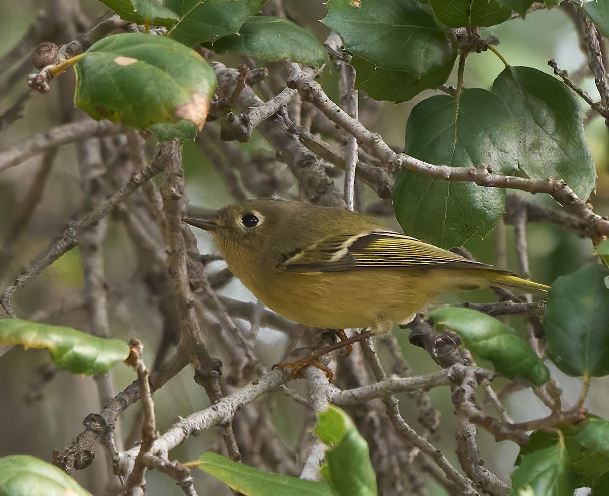 Рубиноголовый королёк - ML646054008