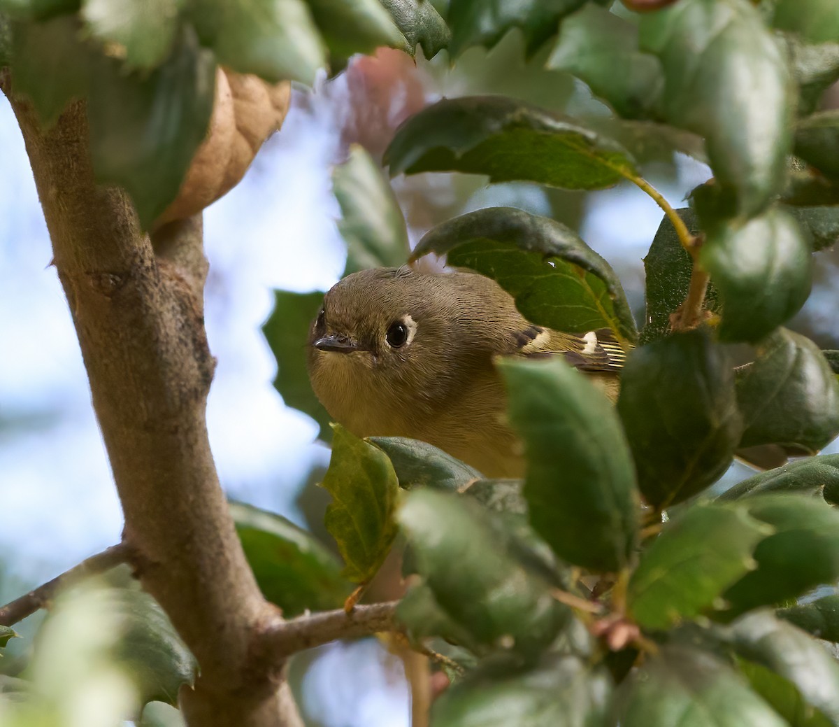 Рубиноголовый королёк - ML646054009