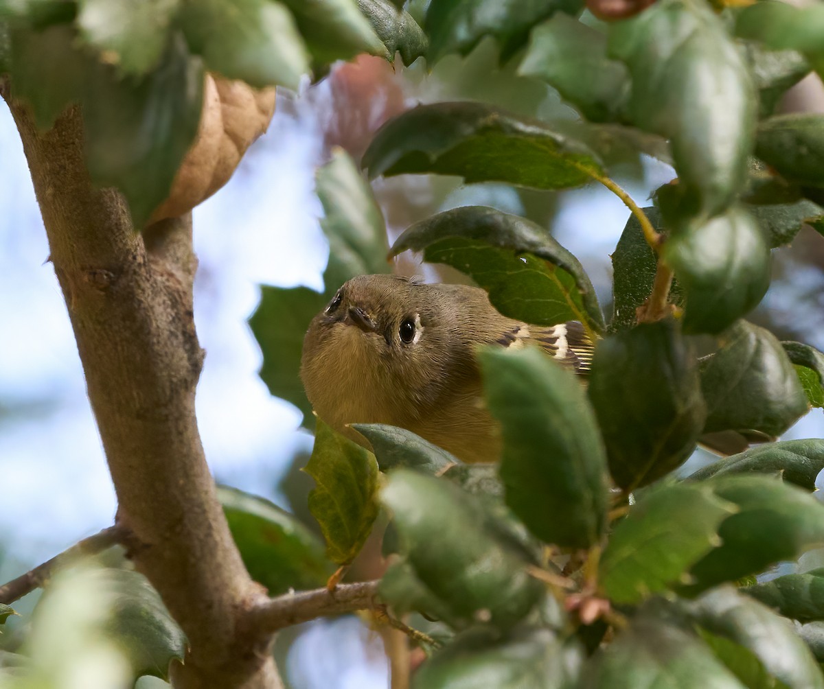 Рубиноголовый королёк - ML646054010