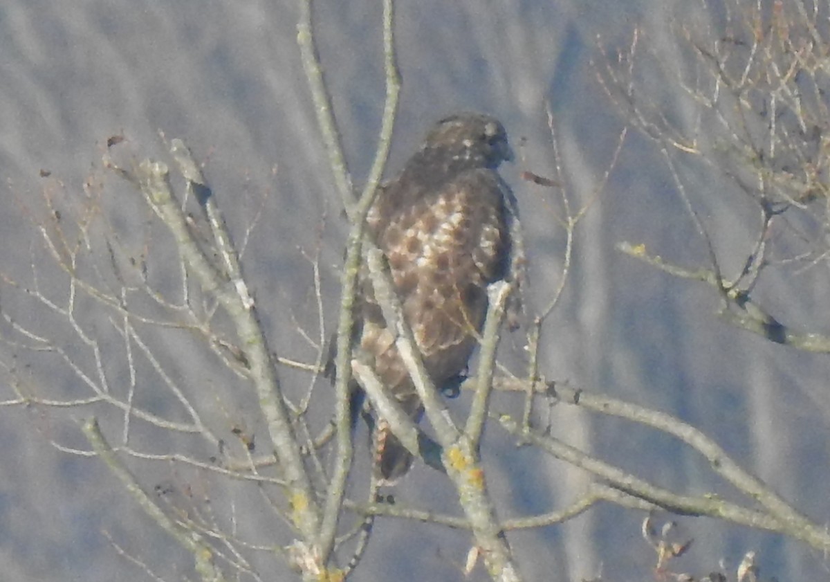 Канюк - ML646054015