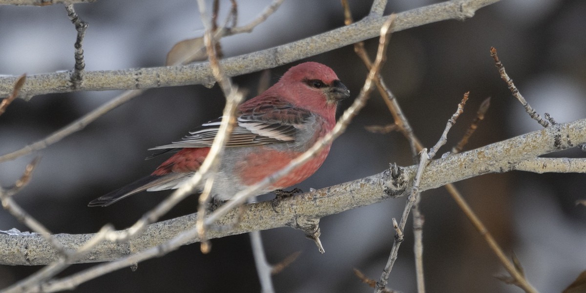 Щур - ML646054016