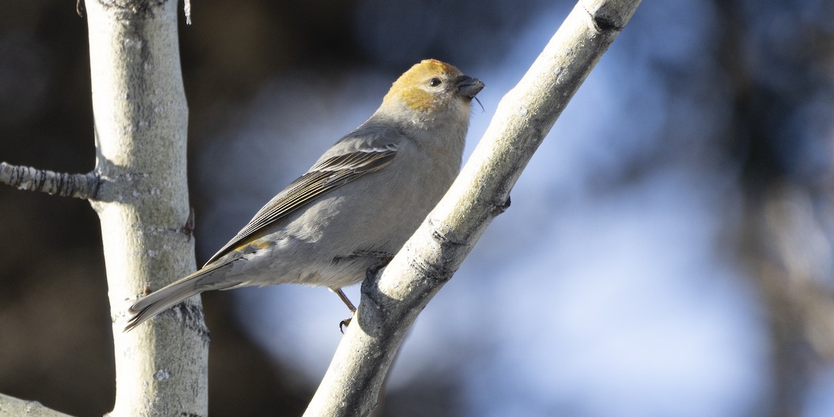 Щур - ML646054017