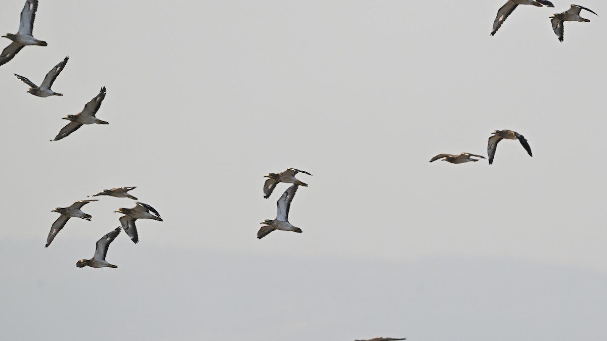 Oedicnème criard - ML646054018