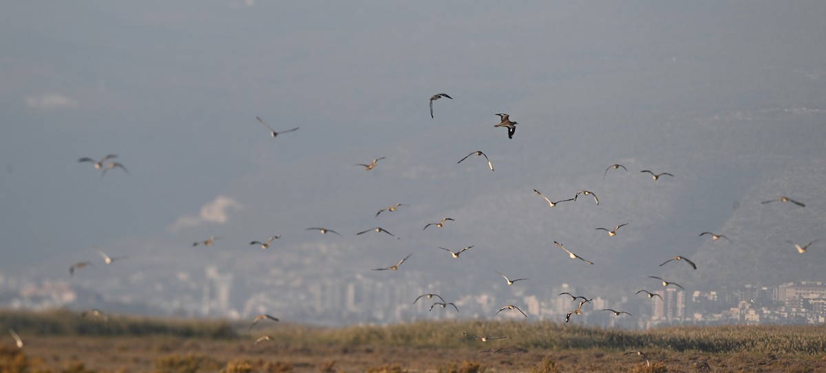 Oedicnème criard - ML646054019