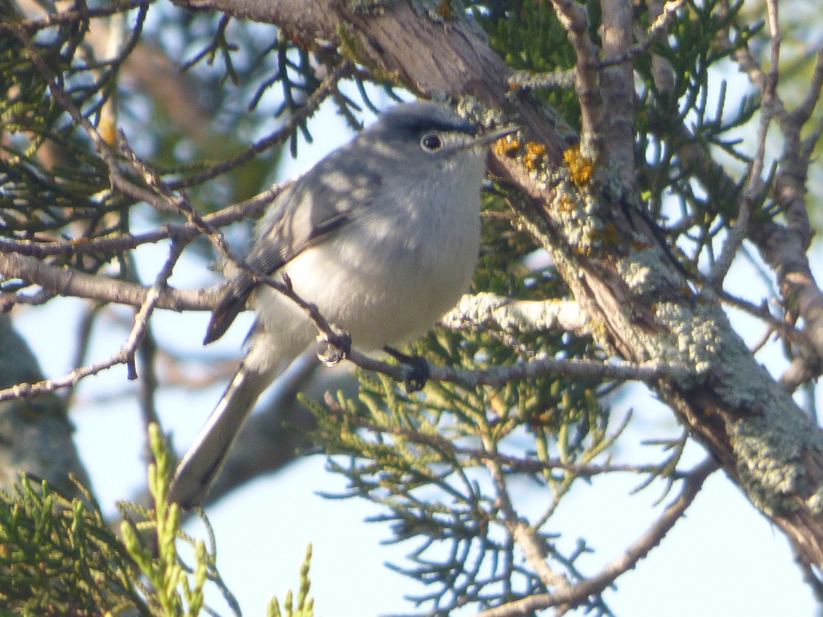 Blue-gray Gnatcatcher - ML646054020