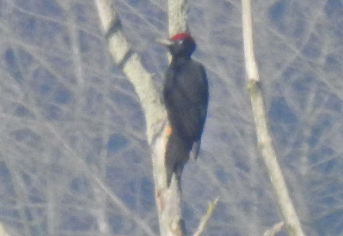 Black Woodpecker - ML646054023