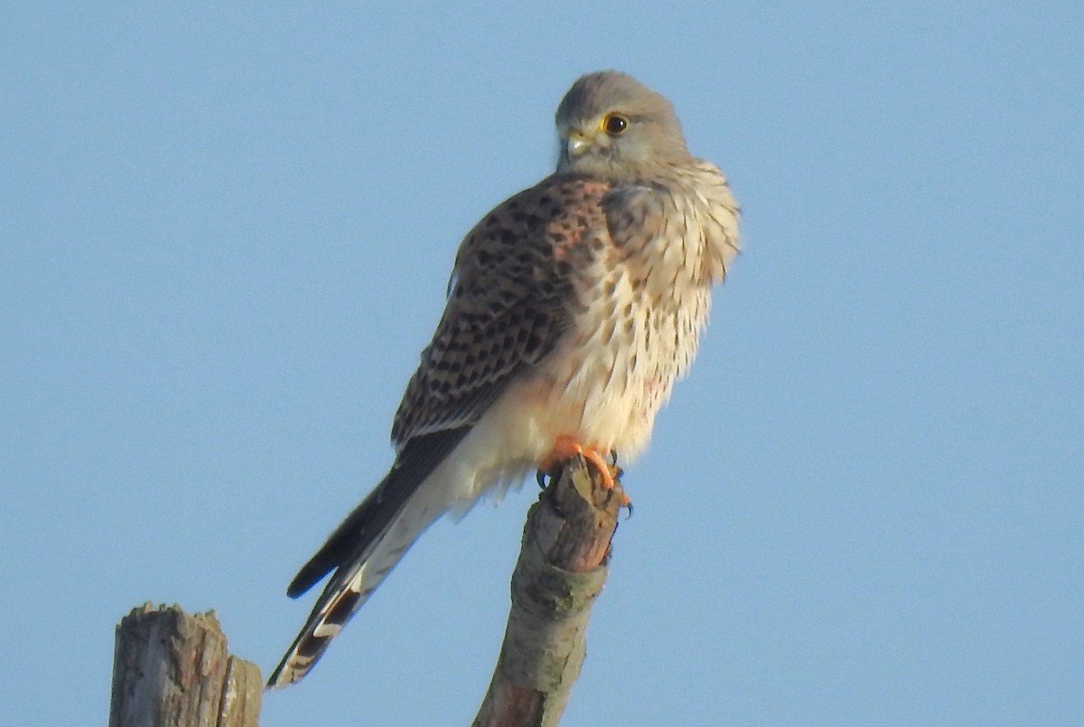 紅隼(tinnunculus群) - ML646054028