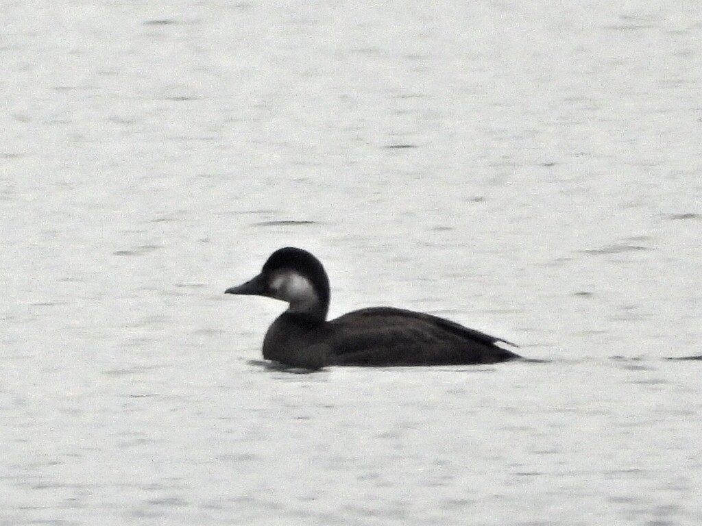 Ahatebeltz eurasiarra - ML646054029