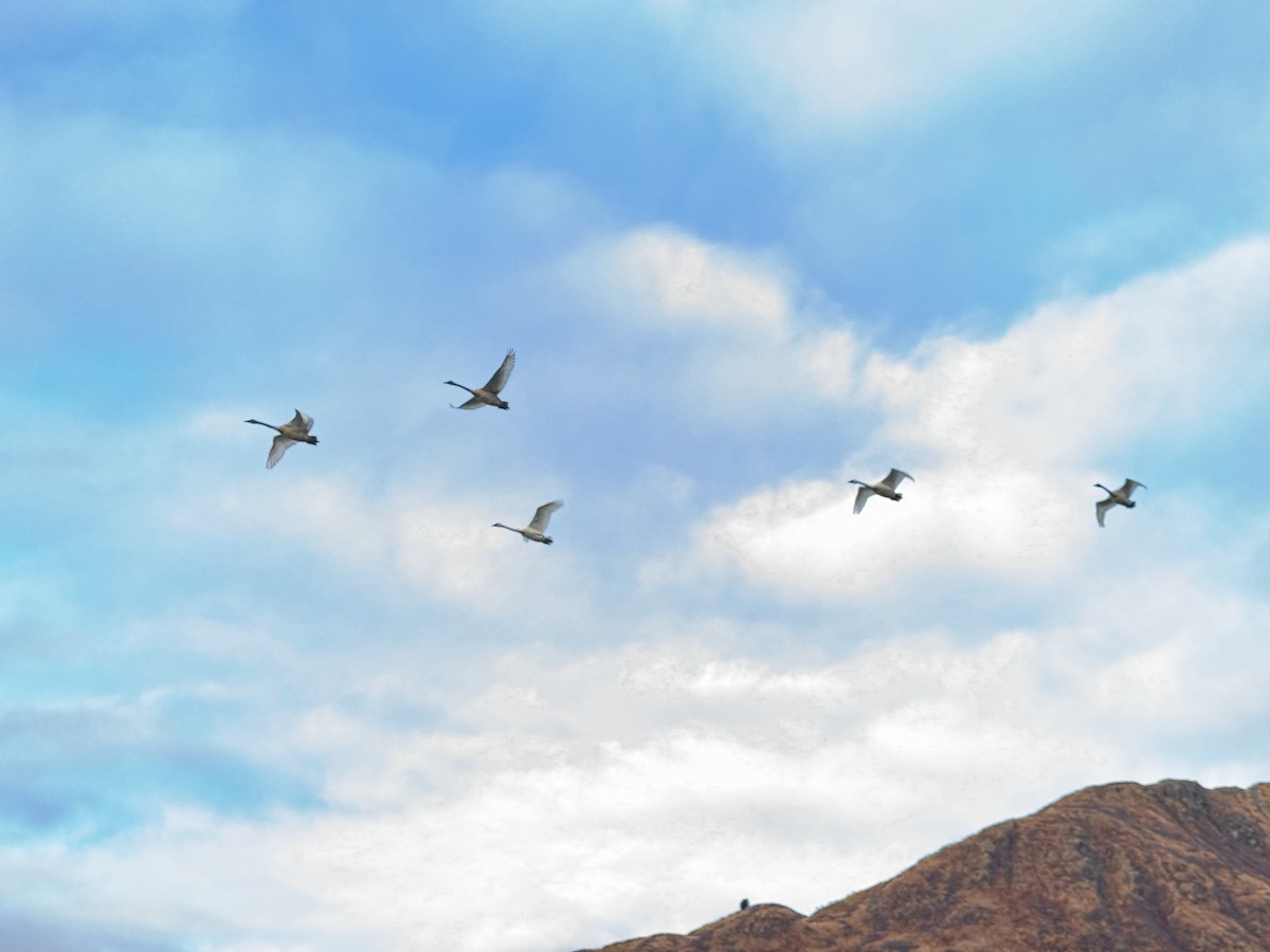 labuť trubač - ML646054030