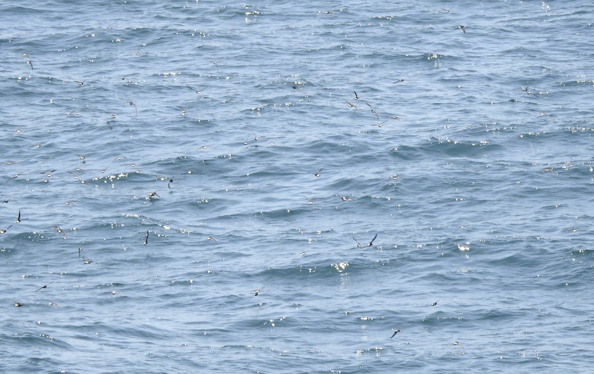 Oceanitidae/Hydrobatidae, unbestimmt - ML646054032