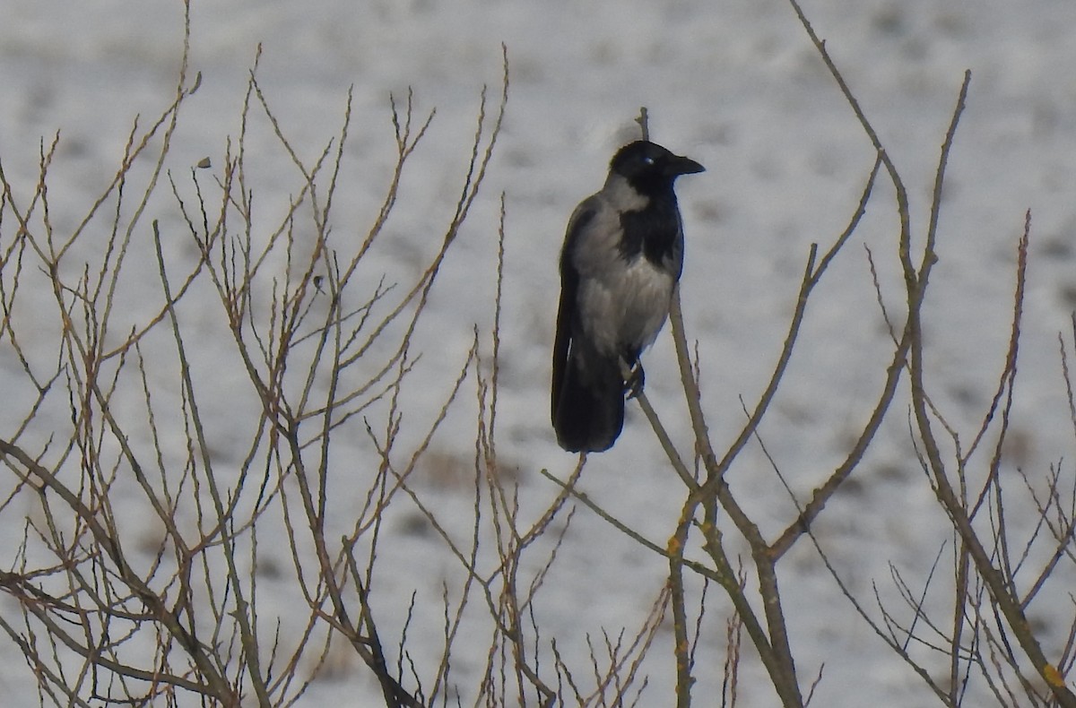 Hooded Crow - ML646054037