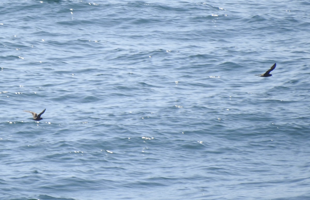 Schwarz-/Rußwellenläufer - ML646054040