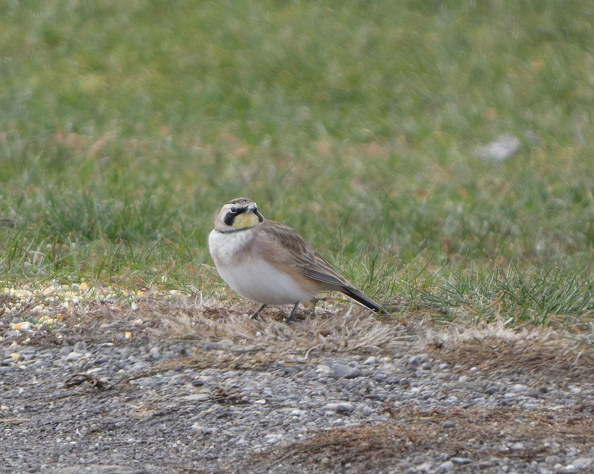 Horned Lark - ML646054042