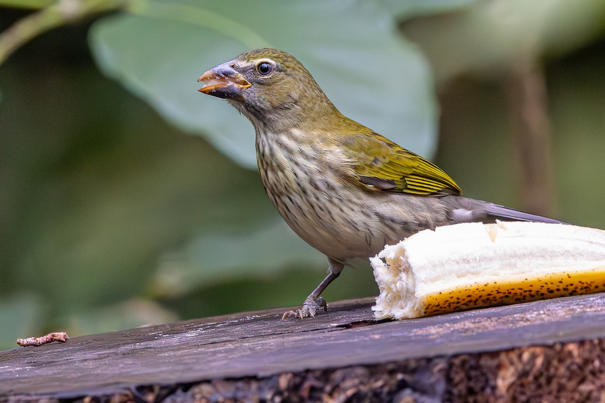 Streaked Saltator - ML646054047