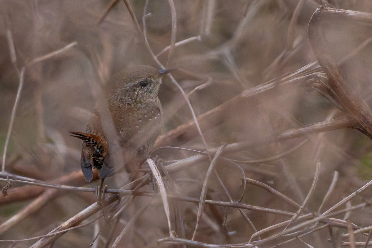 Hauszaunkönig - ML646054052