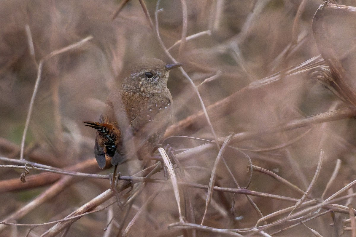 Hauszaunkönig - ML646054054