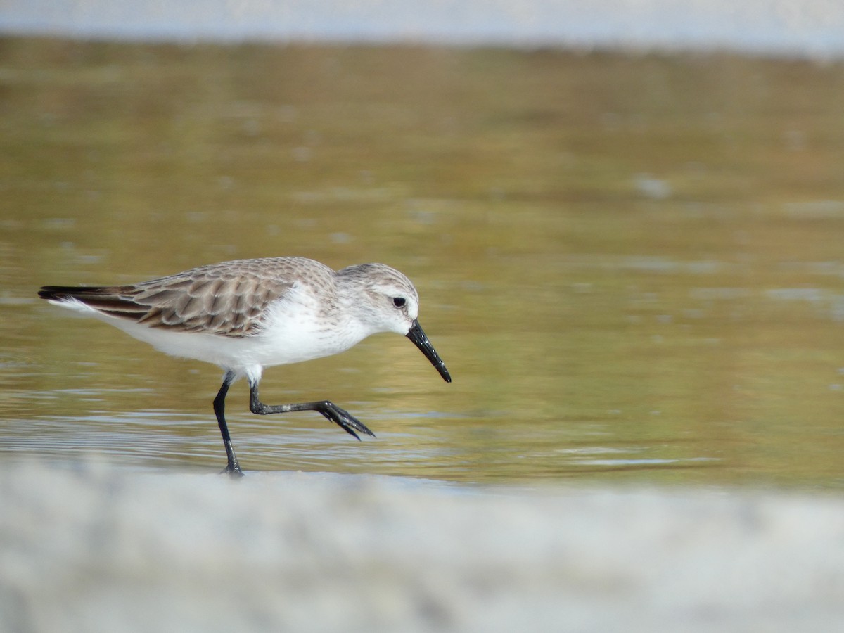 Western Sandpiper - ML646054057